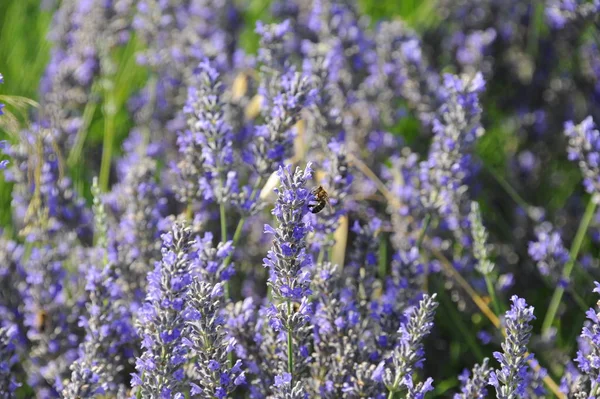 Malerischer Blick Auf Schönen Violetten Lavendel — Stockfoto