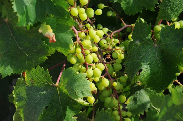 Uvas Que Crescem Vinha — Fotografia de Stock