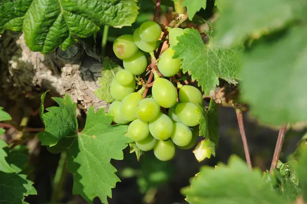 Trauben Wachsen Auf Dem Weinberg — Stockfoto