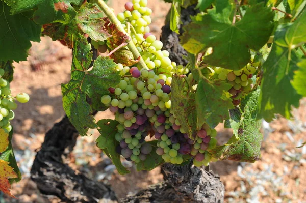 Uvas Que Crescem Vinha — Fotografia de Stock