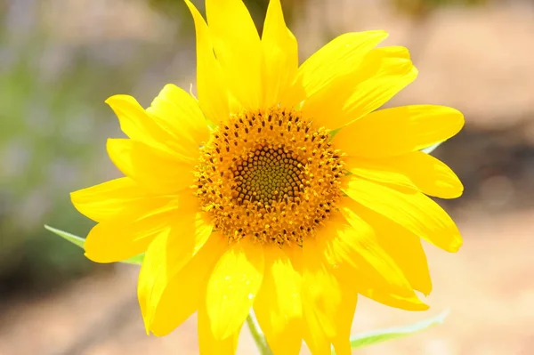 Sonnenblumen Gelbe Blütenblätter Feldpflanze — Stockfoto