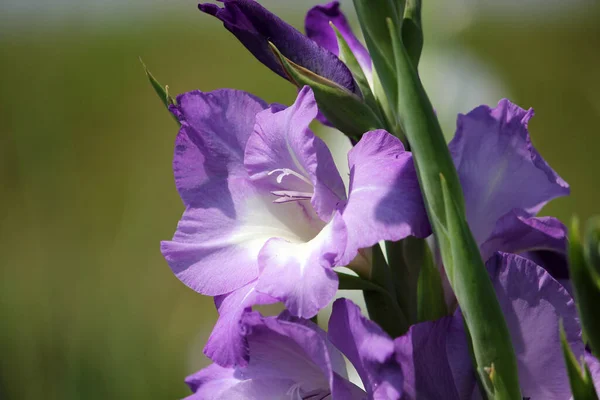 Gladiolus Çiçekleri Bitkiler Yapraklar — Stok fotoğraf