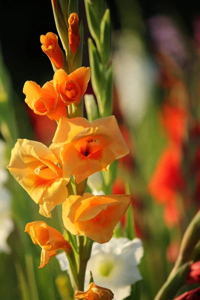 Gladiolus Flores Flora Folhagem — Fotografia de Stock