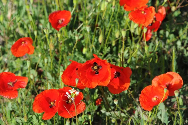 Vista Cerca Hermosas Flores Amapola Silvestre —  Fotos de Stock