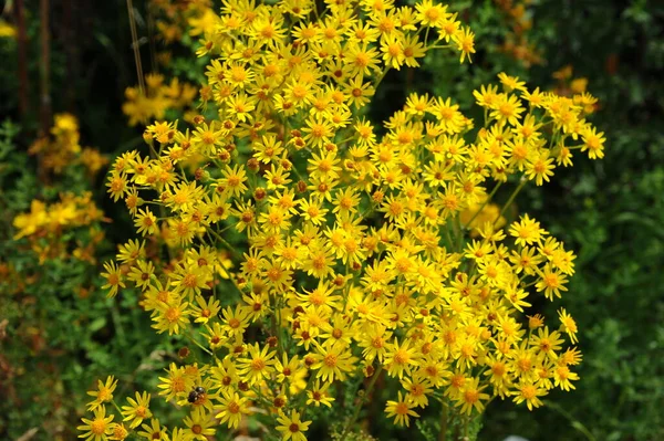Flores Amarelas Pétalas Flora Folhagem — Fotografia de Stock