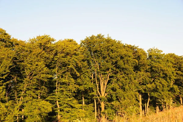 Vista Panorámica Flora Bosque Salvaje — Foto de Stock