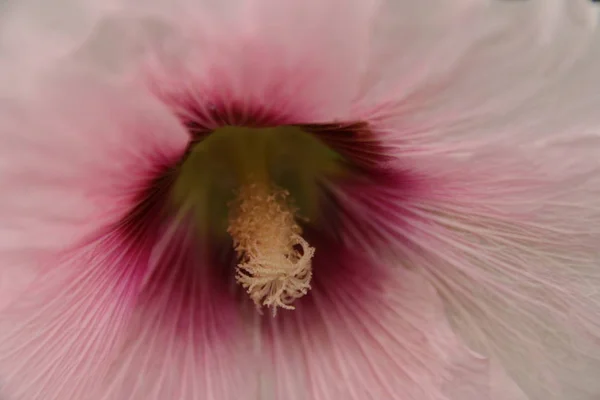 Άνθη Hollyhock Στον Κήπο Καλοκαιρινή Χλωρίδα — Φωτογραφία Αρχείου