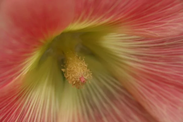 Красиві Квіти Квітковий Концепт Фону — стокове фото