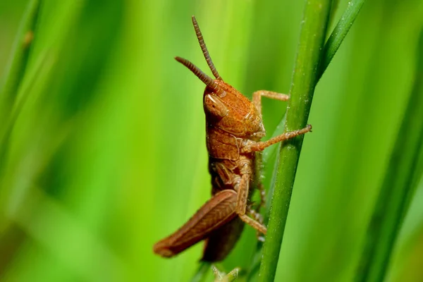 Primo Piano Macro Vista Insetti Cavalletta — Foto Stock