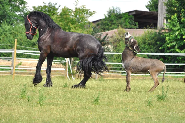 Carino Cavallo Natura Selvaggia — Foto Stock