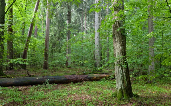 バイアロウィザの森の雑木林の中の古い角の木と夏の雨の後に壊れた古い松 — ストック写真