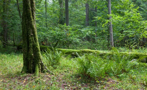 Viejo Musgo Árboles Cuerno Cocido Envuelto Junto Helechos Bosque Bialowieza —  Fotos de Stock