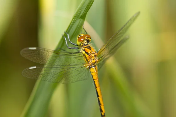 Primo Piano Macro Vista Insetti Libellula — Foto Stock