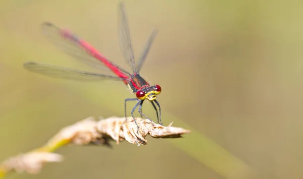 蜻蜓昆虫的特写宏观视图 — 图库照片