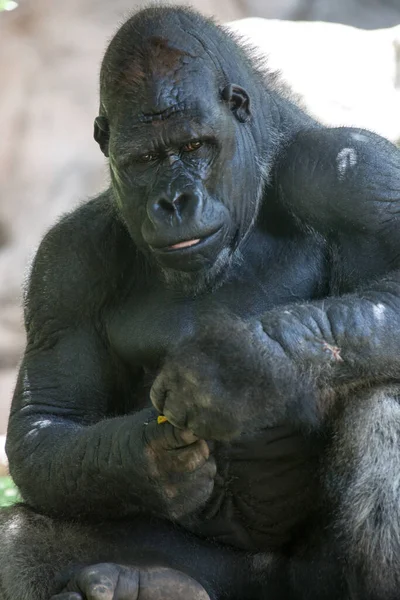 Encerramento Animais Jardim Zoológico — Fotografia de Stock