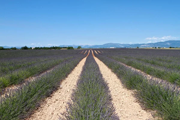 Vista Panorâmica Bela Lavanda Roxa — Fotografia de Stock