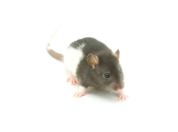 Grappige Rat Geïsoleerd Witte Achtergrond — Stockfoto