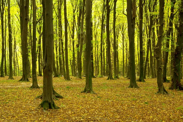 Frühe Morgensonne Grünen Wald — Stockfoto