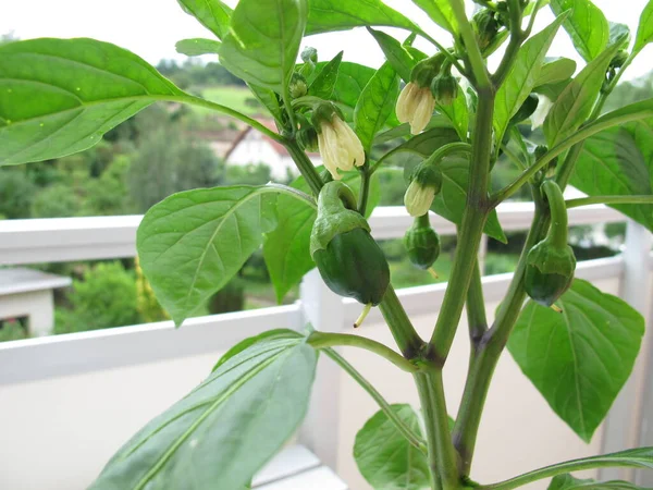 Sweet Peppers Flowerpot Balcony — Stock Photo, Image