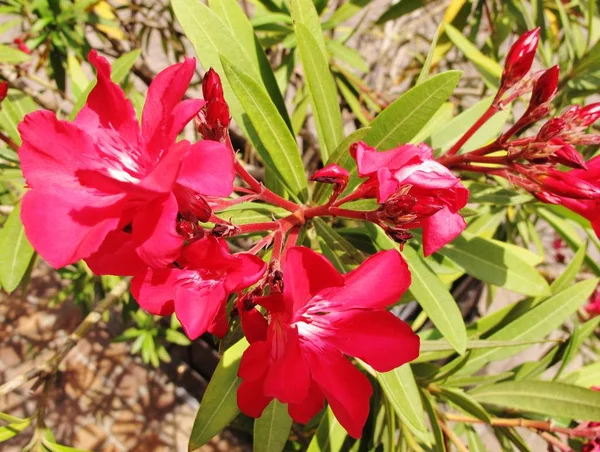 Piękne Lato Oleander Kwiat — Zdjęcie stockowe