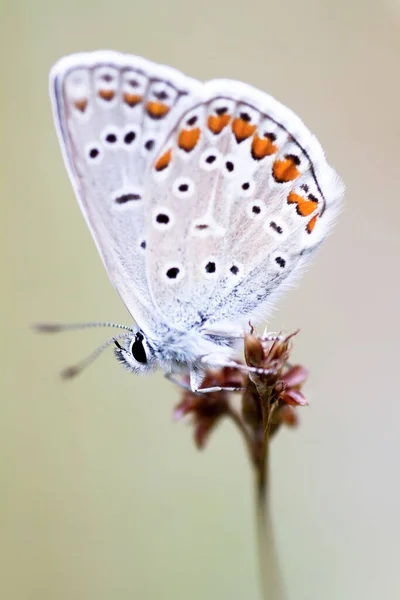 Bleu Hominy Bleu Commun Polyommatus Icarus — Photo