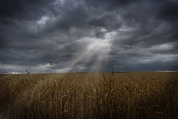 Raios Solares Com Céu Dramático Sobre Milheiral — Fotografia de Stock