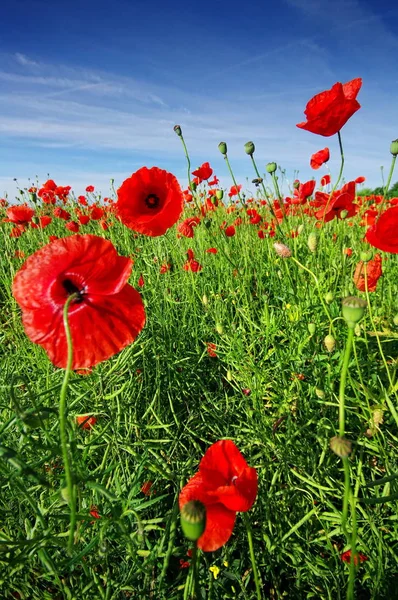 lush poppy field in glorious color