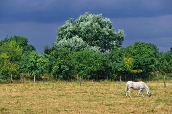 Paesaggio Con Cavallo Umore Pioggia — Foto Stock