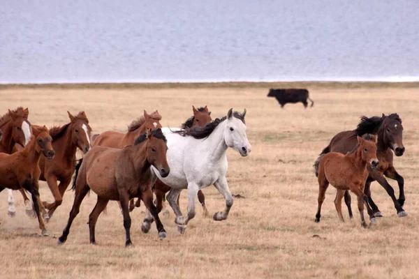 Divoké Koně Jezera Kul Kyrgyzstán — Stock fotografie