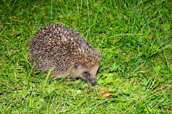 Hedgehog Needles Spiky Animal — Stock Photo, Image