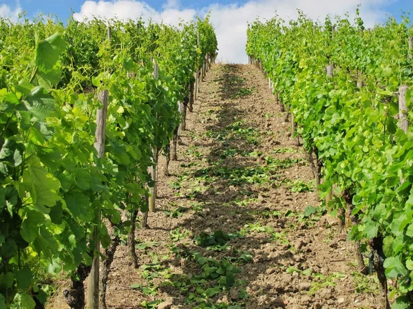 Druivenwijngaard Het Platteland Plantage — Stockfoto