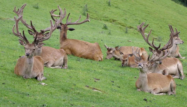 Ciervos Animales Salvajes Fauna — Foto de Stock