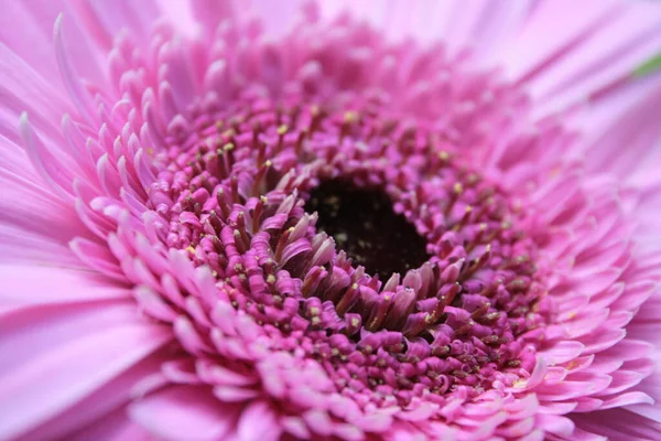 Nahaufnahme Der Gerbera Blume Auf Dem Hintergrund — Stockfoto