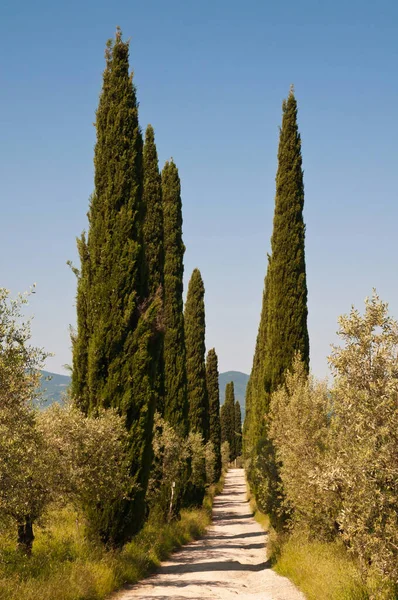 Κυπαρίσσια Στην Τοσκάνη Στο Donnini — Φωτογραφία Αρχείου