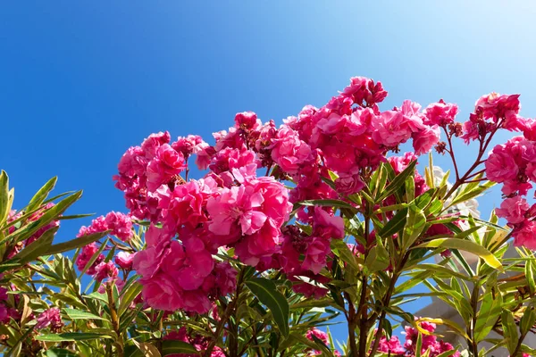 Bellissimi Fiori Rosa Bush Con Sfondo Cielo Blu Primo Piano — Foto Stock