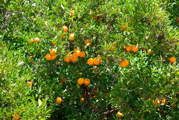 树上新鲜的橙子 阳光灿烂 — 图库照片