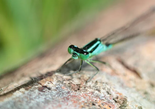 Odonata Libelle Der Natur Flora — Stockfoto