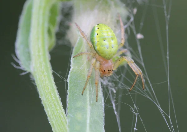 Araña Espeluznante Insecto Aterrador —  Fotos de Stock