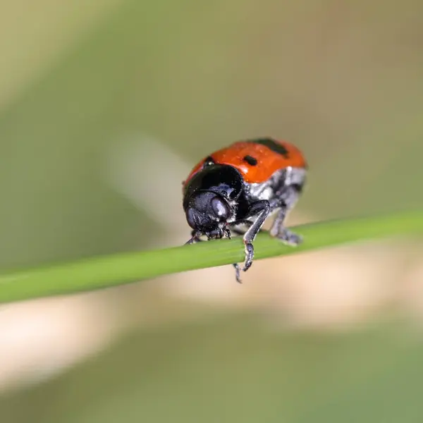 可爱瓢虫昆虫的特写镜头 — 图库照片