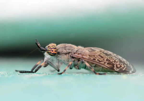 Close Bug Natureza Selvagem — Fotografia de Stock