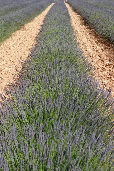 Flores Roxas Lavanda Violeta — Fotografia de Stock