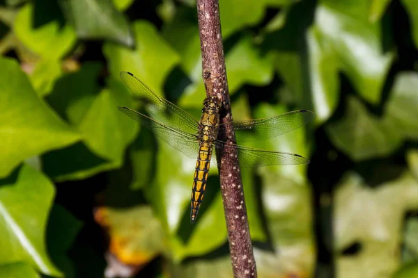 Libellule Sur Branche Vert — Photo