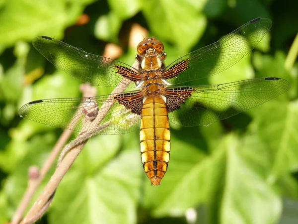 Oro Libellula Grande Davanti All Edera Dall Alto — Foto Stock