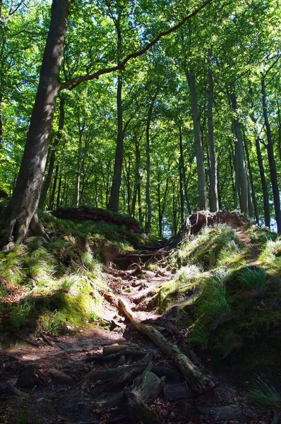 Landschappelijk Uitzicht Flora Wilde Bossen — Stockfoto