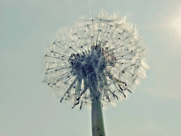 Krásný Pohled Přírodní Pampeliška Květiny — Stock fotografie