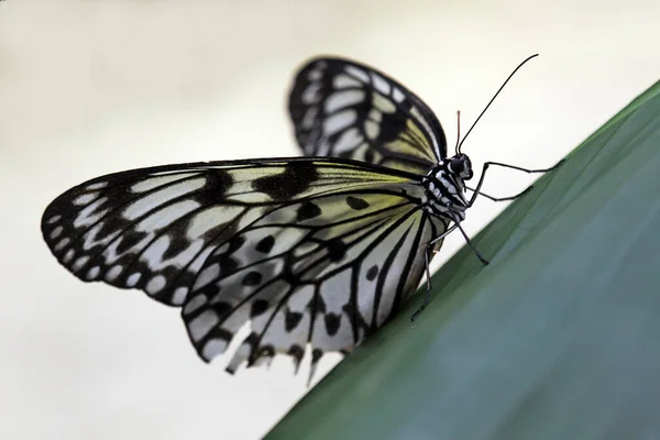 Papier Cerf Volant Idée Papillon Leucone — Photo