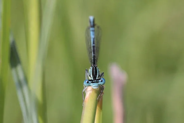 Flyga Dragonfly Insekt Odonata Och Fauna — Stockfoto