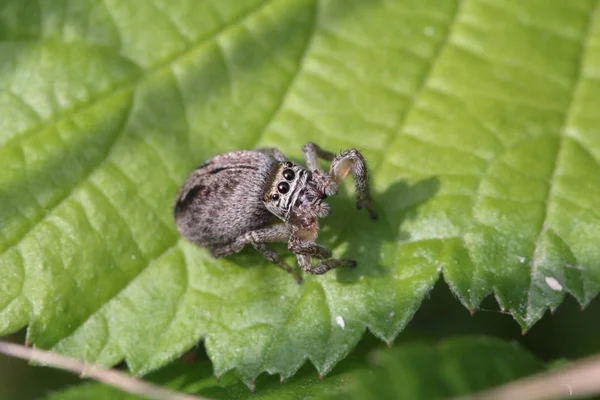 Close Van Een Insect Wilde Natuur — Stockfoto