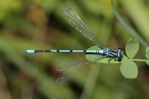 Libelleninsekt Odonata Und Fauna — Stockfoto