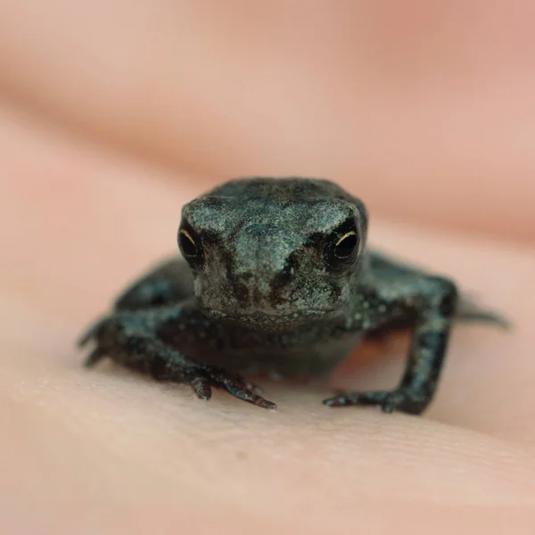 Animal Anfíbio Selvagem — Fotografia de Stock